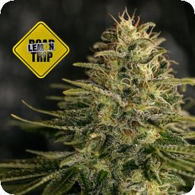 Lemon Trip Feminised Seeds